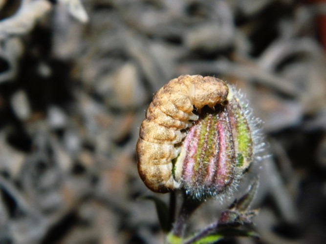 Hadena bicruris - Noctuidae